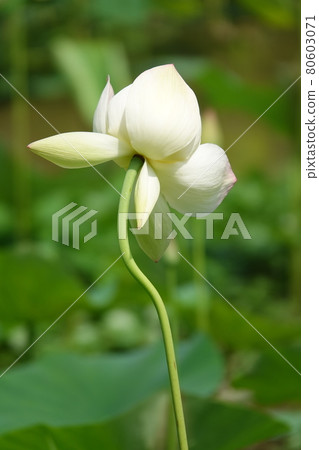 White Lotus Flower White Lotus Flower 80603071