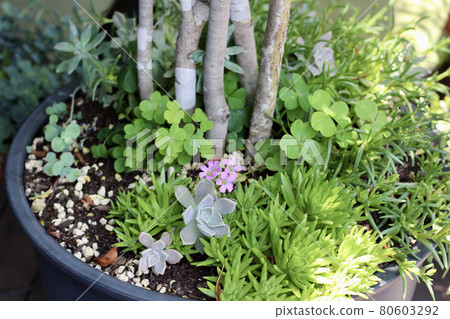 The leading role is wood sorrel The leading role is wood sorrel 80603292