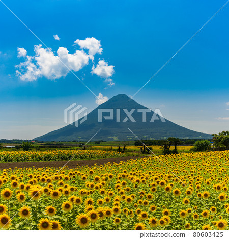Sunflower field and Kaimondake volcano: Kaimondake volcano in Ibusuki City, Kagoshima Prefecture is called Satsuma Fuji. 80603425