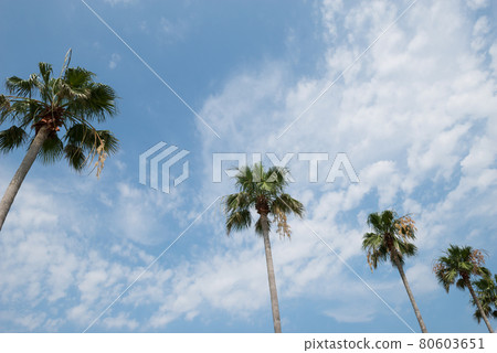 Nishikihama Park 80603651