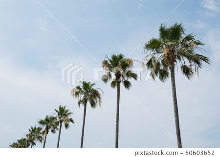 Nishikihama Park 80603652