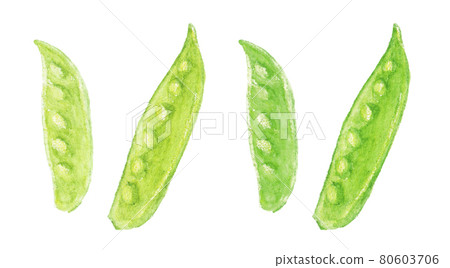 用水彩筆繪製的絲綢豆莢的插圖 80603706