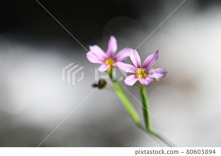 Two red-purple flowers of Sisyrinchium are in bloom. Two red-purple flowers of Sisyrinchium are in bloom. 80603894