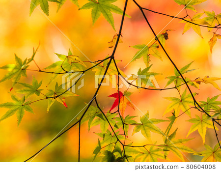 Autumn and colored leaves image 80604008