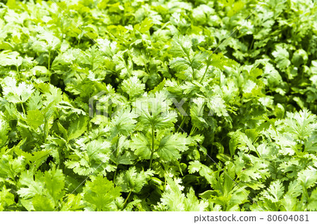 close-up of green curly parsley leaves (Petroselinum), Kitchen herb garden with fresh parsley plant. 80604081