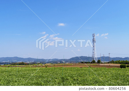 Summer field 80604256