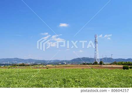 Summer field Summer field 80604257