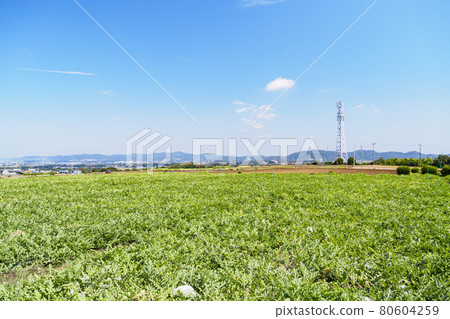 Summer field Summer field 80604259