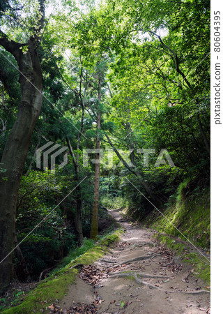Mt. Ikoma hiking 80604395