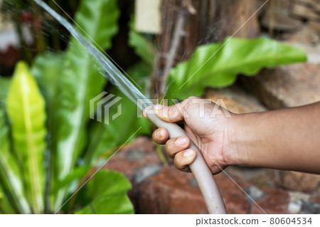 asian dark skinned female hand with garden hose watering plants. close up, soft focus 80604534