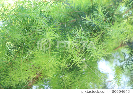 Aroma essential oil tea tree leaves Aroma essential oil tea tree leaves 80604643