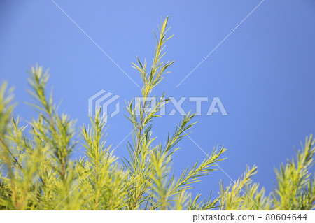 Aroma essential oil tea tree leaves Aroma essential oil tea tree leaves 80604644