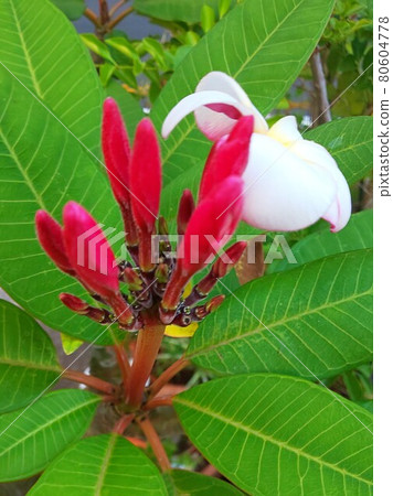Plumeria Plumeria 80604778