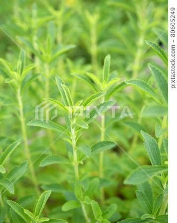 Herb Stevia Herb Stevia 80605249