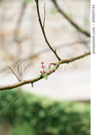 Pink buds on a peach tree branch 80605542