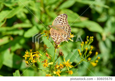 Hangonsou and butterflies 80605670