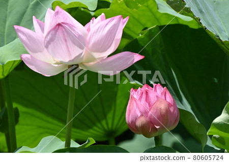 [Ueno Park] Lotus flower 80605724