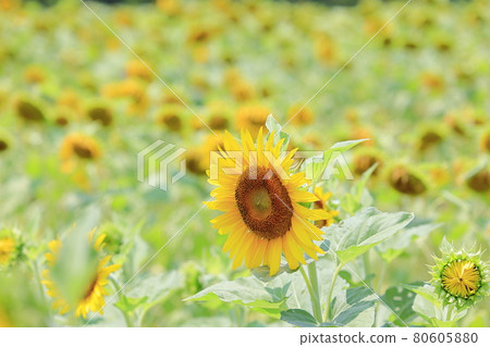 Sunflowers and Kokia in full bloom at Izumi Recycle Environment Park Sunflowers and Kokia in full bloom at Izumi Recycle Environment Park 80605880