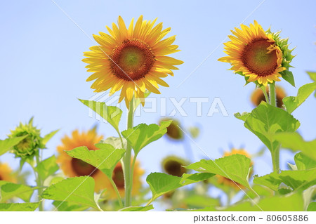 Sunflowers and Kokia in full bloom at Izumi Recycle Environment Park Sunflowers and Kokia in full bloom at Izumi Recycle Environment Park 80605886