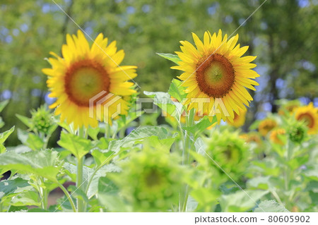 Sunflowers and Kokia in full bloom at Izumi Recycle Environment Park Sunflowers and Kokia in full bloom at Izumi Recycle Environment Park 80605902