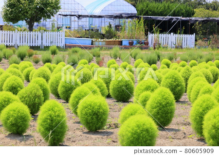 Sunflowers and Kokia in full bloom at Izumi Recycle Environment Park 80605909