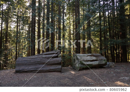 美國國家公園（Mu Woods National Park）風光 80605962