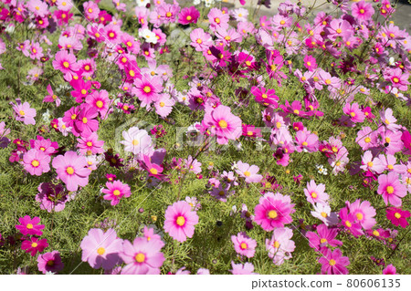 很多宇宙 80606135