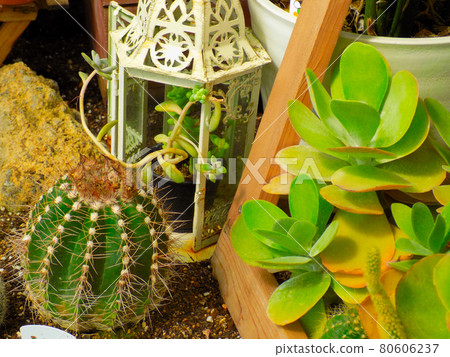 Cactus and objects Cactus and objects 80606237