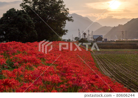 [Higanbana in Hoshitani] Cluster amaryllis that blooms at dusk 80606244