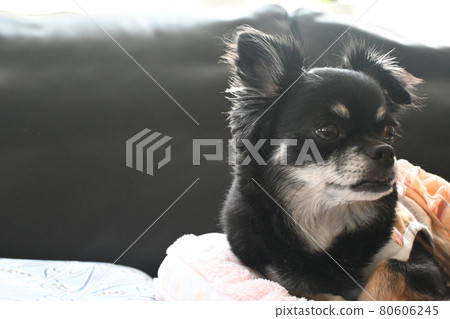 奇瓦瓦面臨著橫盤整理 80606245