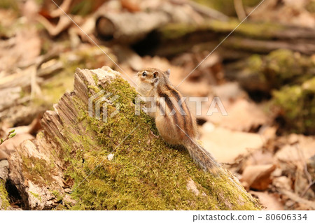 蝦夷花栗鼠從後面盯著樹林裡的東西 80606334