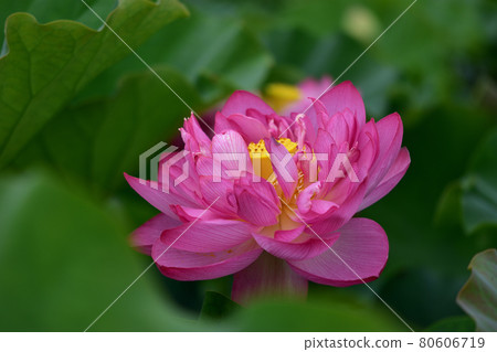 Tangi蓮花園蓮花 Tangi蓮花園蓮花 80606719