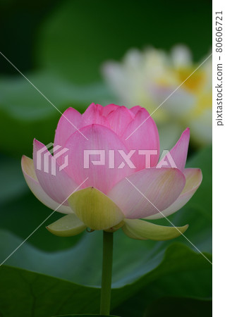 Tangi蓮花園蓮花 80606721