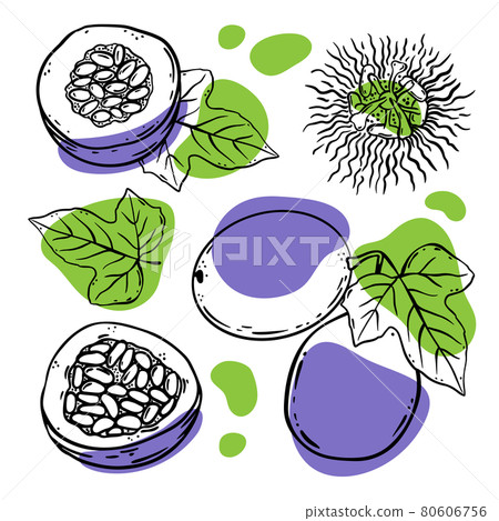 PASSION FRUIT SET Delicious Dilicacy Whole And Slices With Leaves For Design Of Organic Natural Products Shop And Dessert Drinks In Sketch Style Vector Illustration PASSION FRUIT SET Delicious Dilicacy Whole And Slices With Leaves For Design Of Organic Natural Products Shop And Dessert Drinks In Sketch Style Vector Illustration 80606756