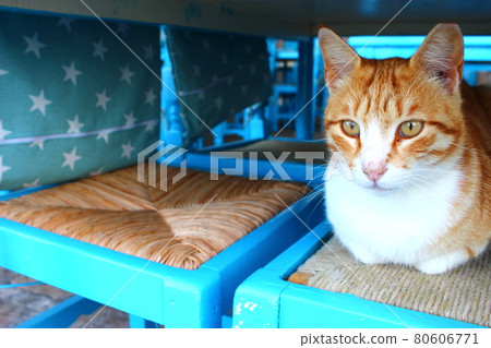 Aegean stray cat, Samos, Greece 80606771