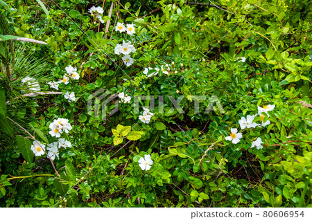 Michinoku Shiokaze Trail Teri Hanoi Rose 在仙台市太白區荒濱再生 80606954