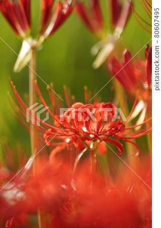 Cluster amaryllis shining in the sun in the meadow Cluster amaryllis shining in the sun in the meadow 80607495