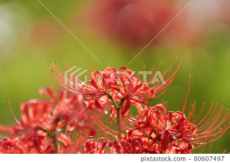 Cluster amaryllis shining in the sun in the meadow Cluster amaryllis shining in the sun in the meadow 80607497