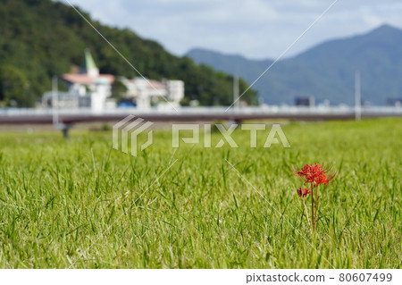 A cluster amaryllis that blooms on the embankment of the Otagawa spillway in Hiroshima City 80607499