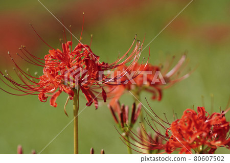 Cluster amaryllis shining in the sun in the meadow 80607502