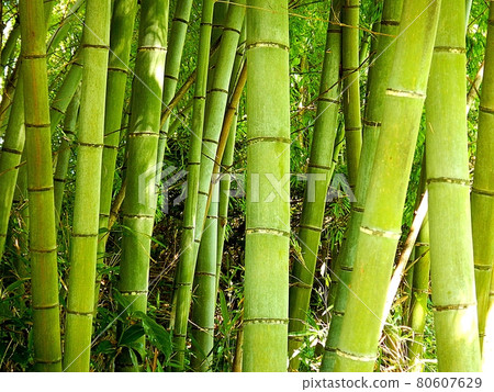 竹林 竹林 80607629