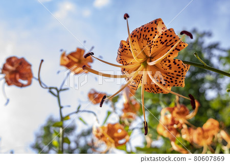 Tiger lily blooming in summer Tiger lily blooming in summer 80607869