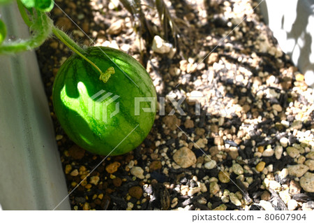 A small watermelon that grew in the summer 80607904