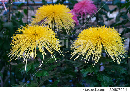 Chrysanthemum competition 80607924