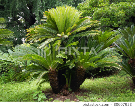 Cycads 80607938