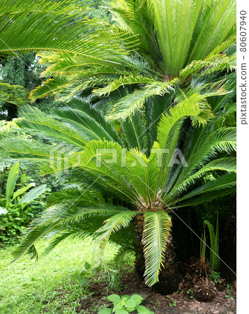 Cycads 80607940