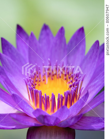 Tropical water lily 80607947