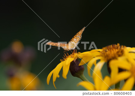 黃色花和黃色蝴蝶 Ligularia dentata 和 Brenthis daphne 黃色花和黃色蝴蝶 Ligularia dentata 和 Brenthis daphne 80608403