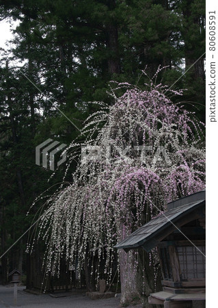 Uedai梅花 80608591