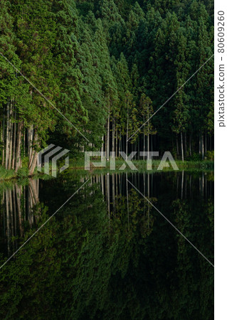 A quiet forest with beautiful reflections on the surface of the water 80609260